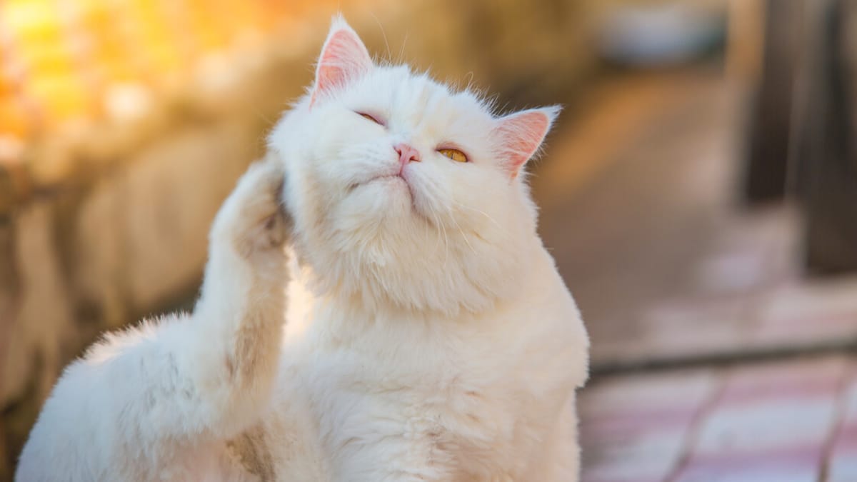 Como Tratar El Acné Felino Remedios Caseros Enfermedades en la piel en gatos: síntomas y tratamiento