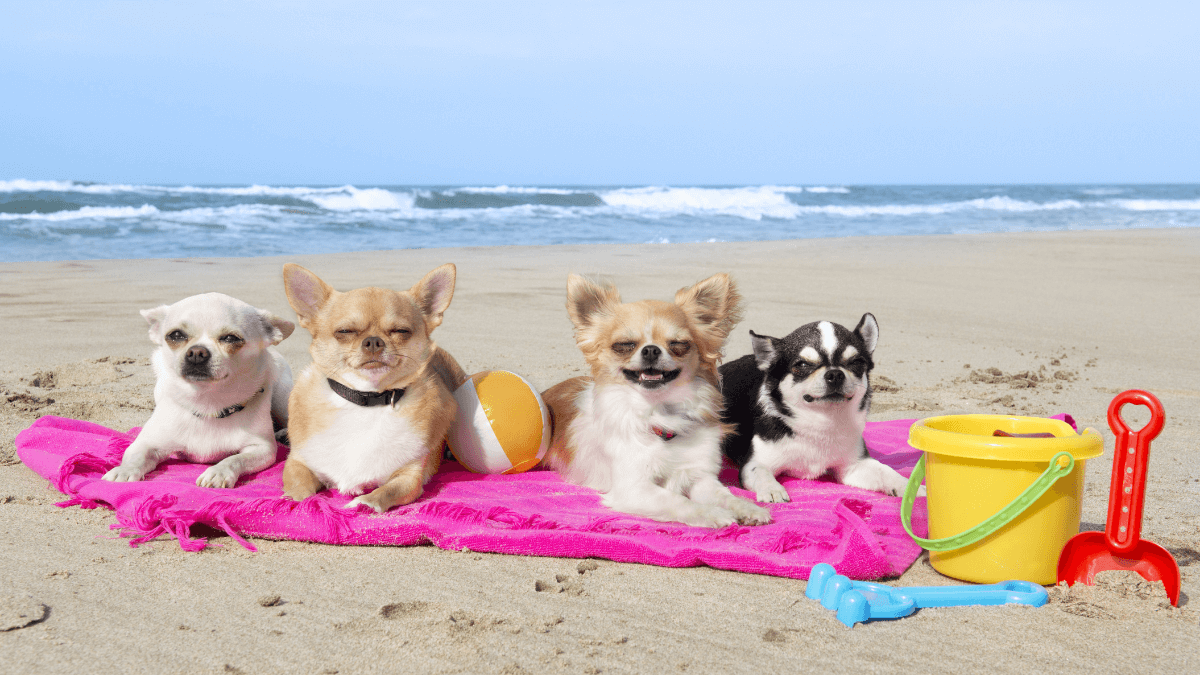 Taking your dog to the beach 6 safety tips to keep in mind