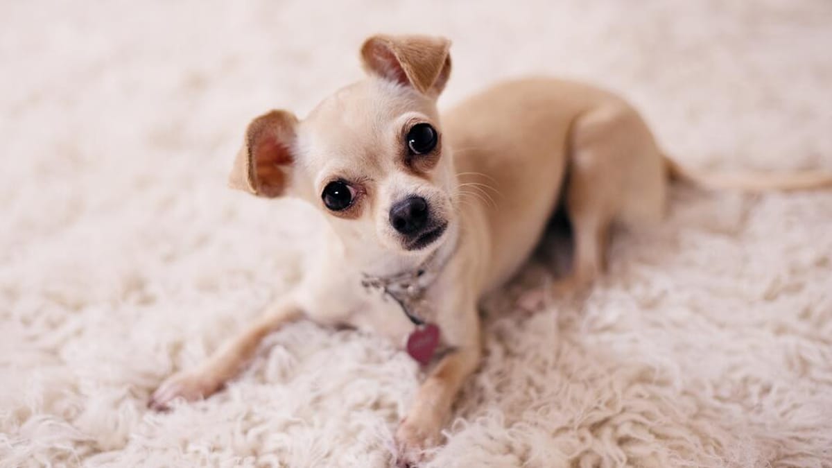 Chihuahua Pelo Largo Cabeza De Venado Perro chihuahua cabeza de venado: características