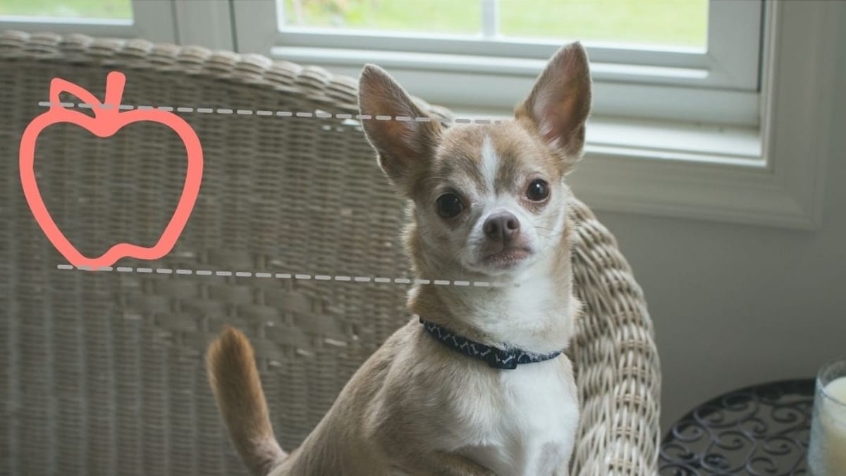 Chihuahua Pelo Largo Cabeza De Venado Perro chihuahua cabeza de manzana: todo lo que necesitas saber de este perro