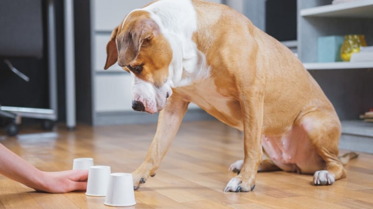 Six of the most efficient dog training games