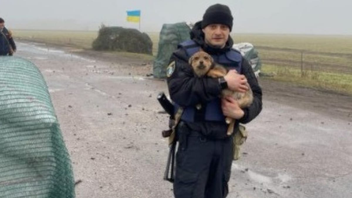 Pequeño milagro en Ucrania: cachorro sobrevive bombardeo en un coche  abandonado