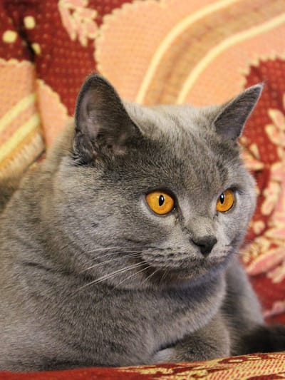 British-shorthair-grigio-con-occhi-gialli
