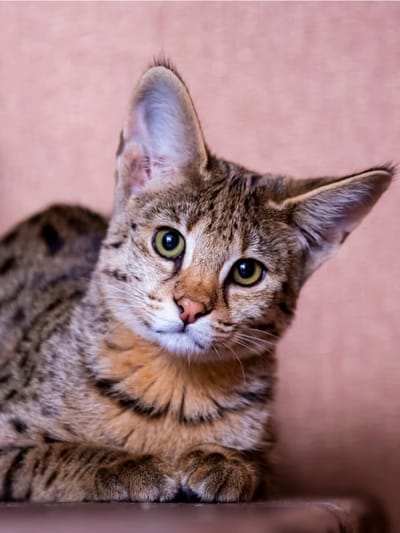 Gatto-Savannah-pelo-maculato