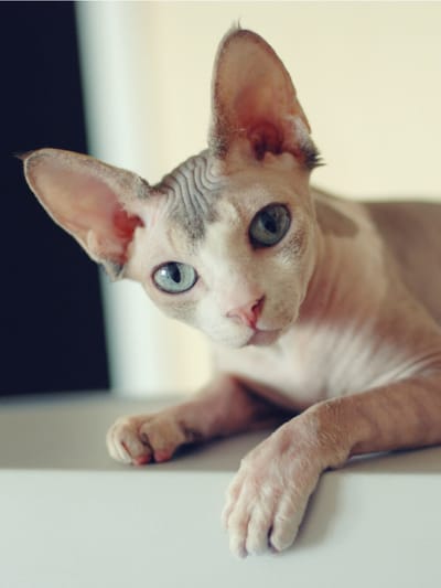 Razza-gatto-Sphynx-senza-pelo