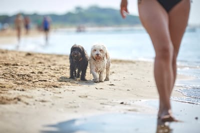 Hund am Strand in Bibione
