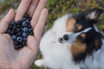 Hund mit Heidelbeeren