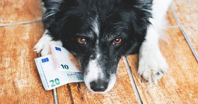 Hund mit Geldscheinen