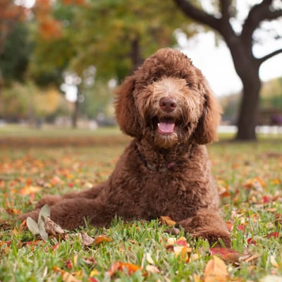 Labradoodle