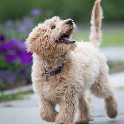 Labradoodle Welpe