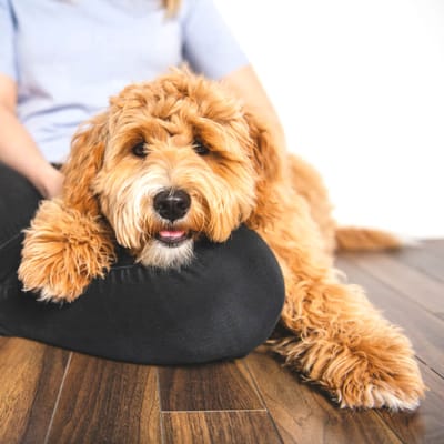 Labradoodle liegt