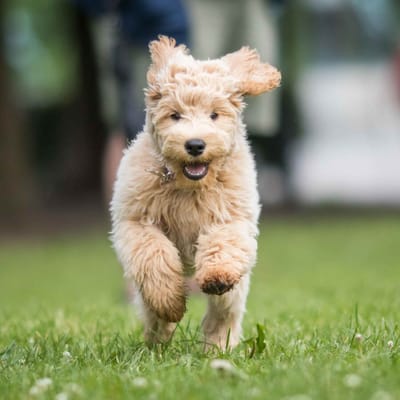 Labradoodle rennt