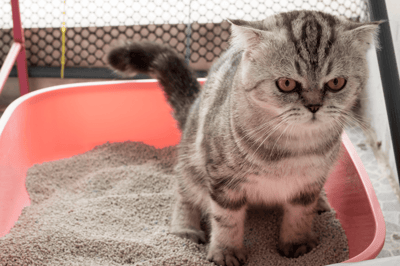 mi gato tiene molestias al orinar