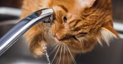 gatto-beve-acqua-fresca