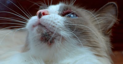 acne-felina