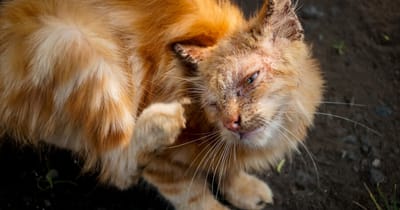 rogna-malattia-della-pelle-del-gatto