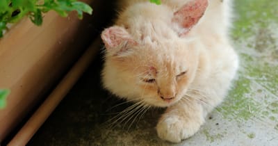 tigna-fungo-della-pelle-del-gatto