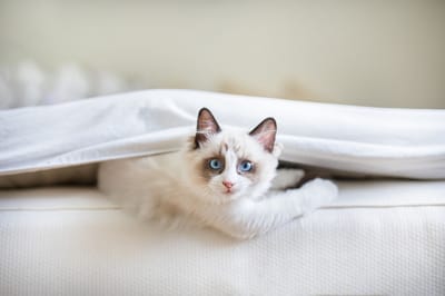 ragdoll