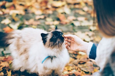 gatto-sacro-di-Birmania