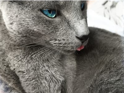 gatto-blu-di-Russia-occhi-celesti
