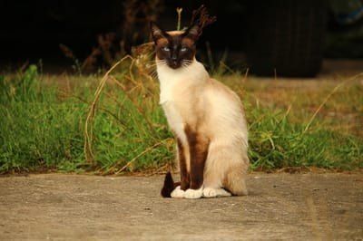 gatto-siamese-di-razza