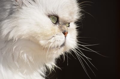 Gatto-persiano-dal-manto-bianco