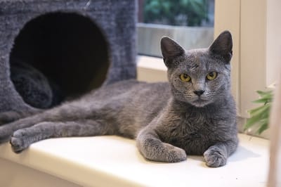 Gatto-certosino-giovane