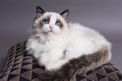 Cucciolo-di-gatto-Radgoll