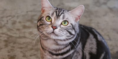American Shorthair