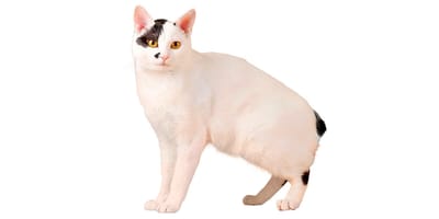 Japanese Bobtail