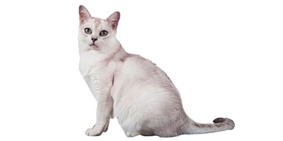 Burmilla