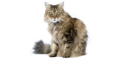 Ragamuffin