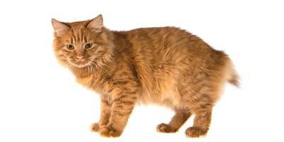 American Bobtail