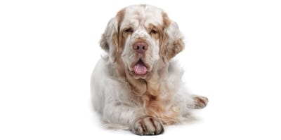 Clumber Spaniel