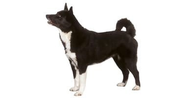 Cane da orso della Carelia