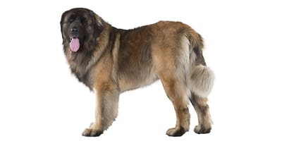 Cane da Sierra di Estrela