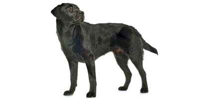 Labrador