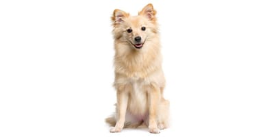 Pomerania