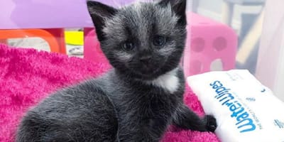gatita de pelaje gris sobre una manta rosa