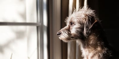 incrocio-terrier-pensierono