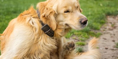 Golden Retriever kratzt sich