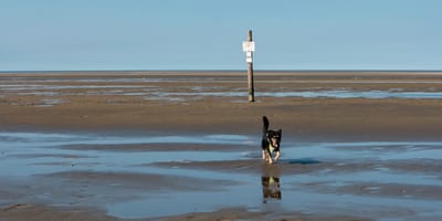Hund im Watt