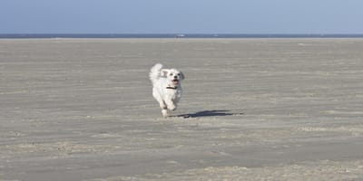 Hund im Wattenmeer