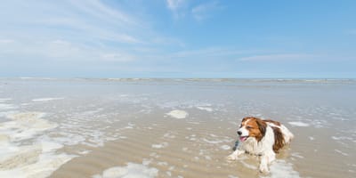Hund liegt im flachen Wasser