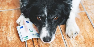 Hund mit Geldscheinen
