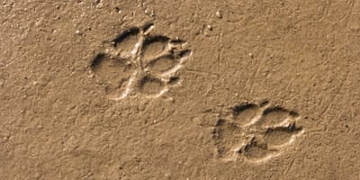 Pfotenabdruck im Schlick