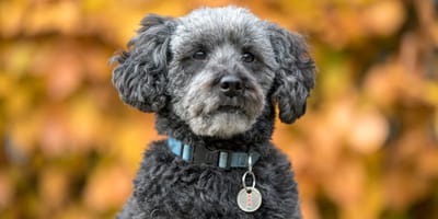 Schnoodle im Herbst