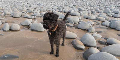 Schnoodle am Strand