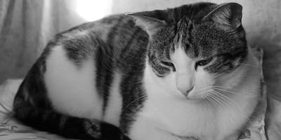 gatto-apatico