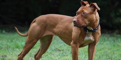 American Pitbull Terrier marrone
